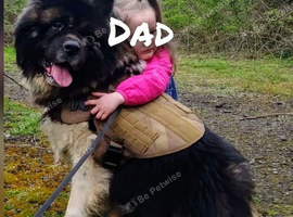 Akita pups