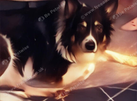 Border collie free to good home