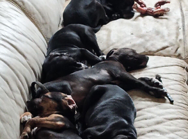 Staffy lurcher pups