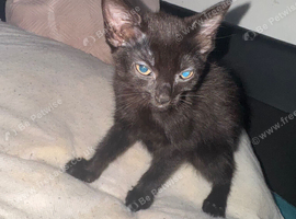 Kittens looking for their forever homes.
