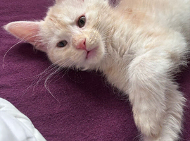 Big Ears & Fluffy Coats &ndash; Maine Coon Kittens Ready Now
