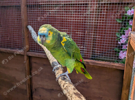 Blue Fronted Amazon