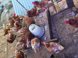 Brown chicken