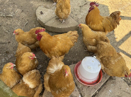 Buff Orpington (Large Fowl) Hatching eggs