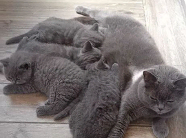 4 Gorgeous Girls British Blue Shorthair Kittens &ndash; Ready Soon