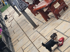Yorkshire terrier girl 11 weeks