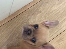 Stunning french bulldog babies (ready now)