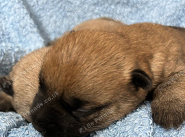 Gorgeous Cairn Terrier Puppies