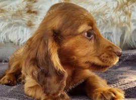 Chocolate Long haired and cream smooth haired Dachshund puppies