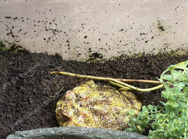 Pac man frog and tank