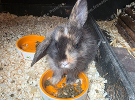 Beautiful female lop