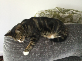 3 year old neutered male