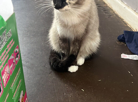 To rehome 5cats