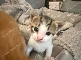 4 kittens for sale