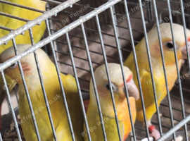 Suncheeked conures