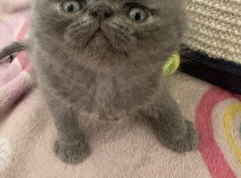 Gorgeous Persian kittens looking for homes