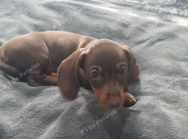 Puppy