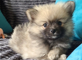 Pomeranian puppies ready now 2 males