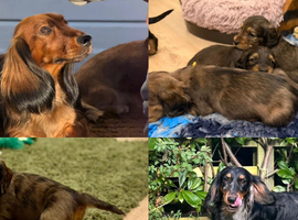 KC registered Standard Long Haired Dachshunds