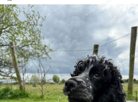 Health tested Show Cocker Spaniel