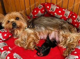 Two beautiful Yorkshire terrier puppy bitches