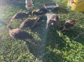 Manderin ducks