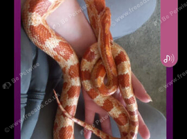 Corn / cali king snake