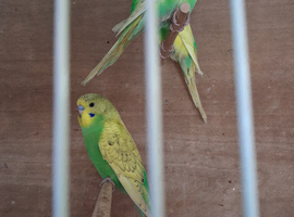 Baby budgies