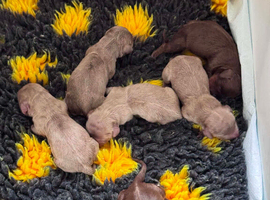 Stunning Miniature Dachunds