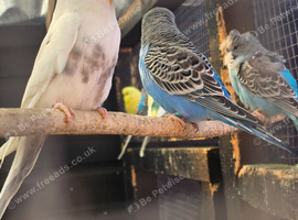 Black wing black face