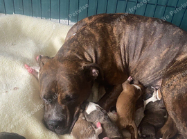 Standard bully cross American mastiff pups