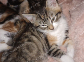 3 female kittens one male tabby ginger tortie