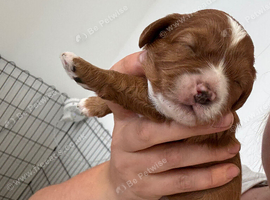 Female F1 Cavapoos dna health tested parents