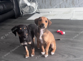Bedlington x whippet