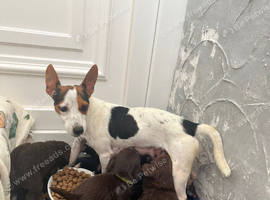 Beautiful Toy Jackapoo Puppies need to be re homed by the 24th