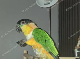 Black headed caique