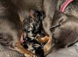 3 minature dachunds