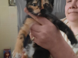 3 beautiful kittens