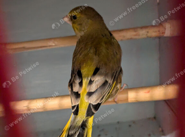 Green finch