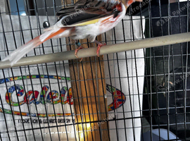 Hen Harle canary