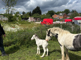 Mare and colt