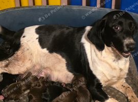 6 springer spaniel x cockapoo pups for their forever homes