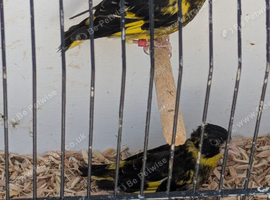 Vietnamese green finches