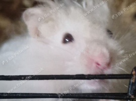 Hamsters (2 female & 1 male)