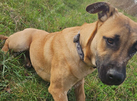 Staff mixed breed