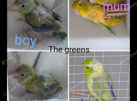 Hand reared parrotlets