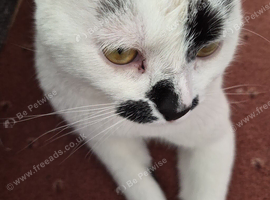Male cat