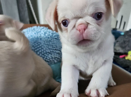Beautiful Pink Pug puppies for sale