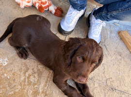 Male sprocker puppy