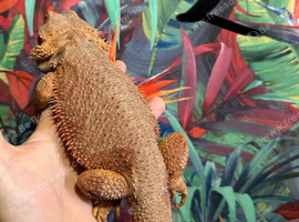 50% Red Monster Bearded Dragon